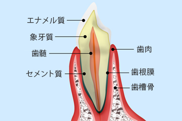 歯と歯周組織の構造